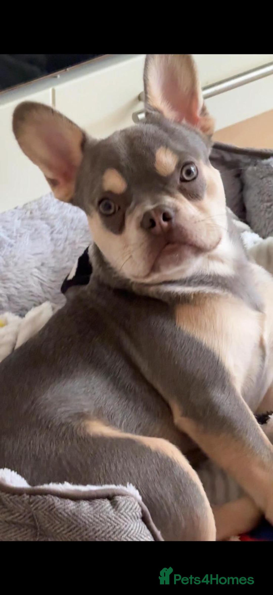French Bulldog dogs for sale: Stunning boy looking for his forever home  - Advert 1