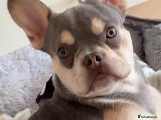 French Bulldog dogs Stunning boy looking for his forever home - Advert 15