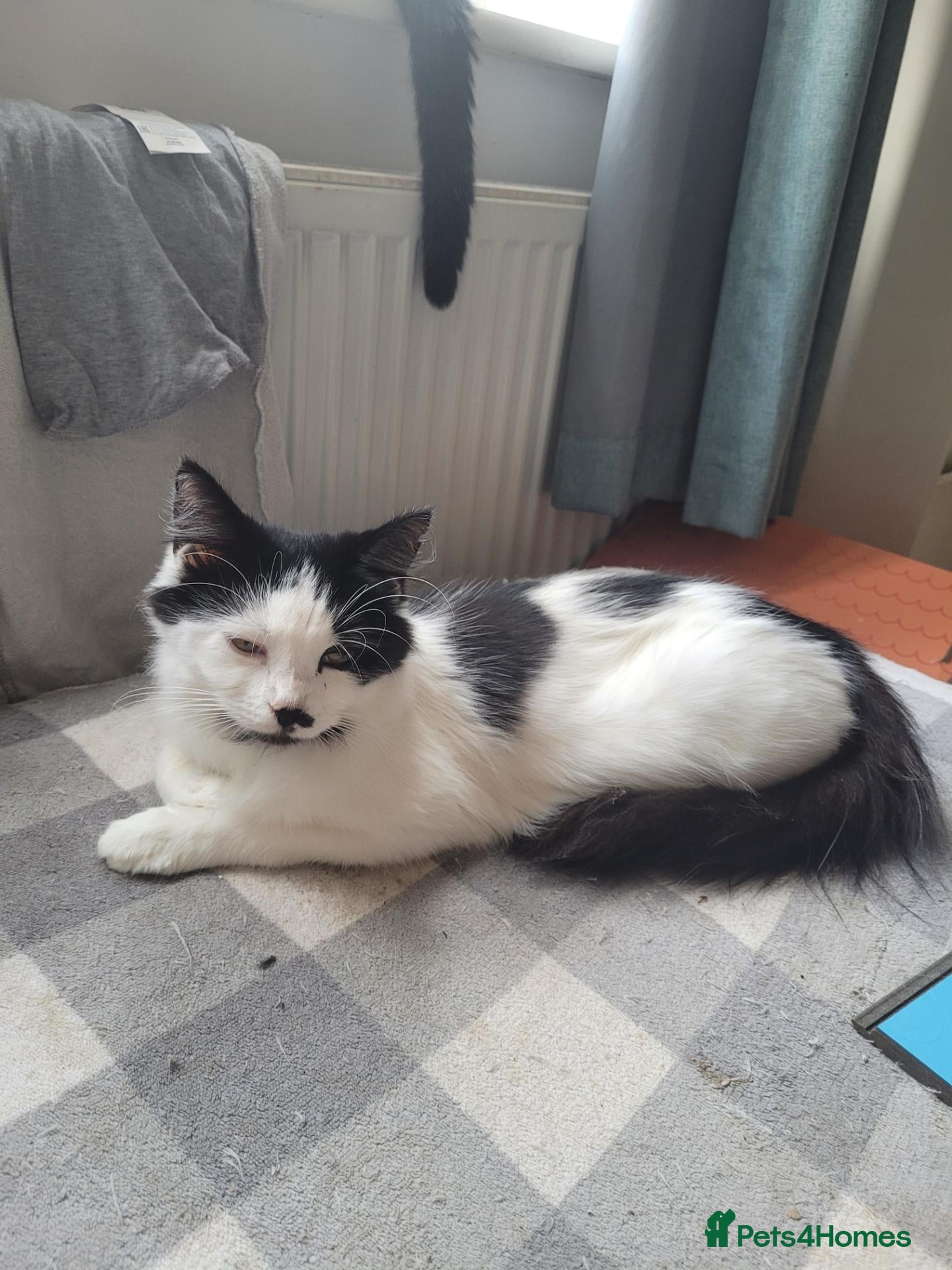 Mixed Breed cats Kittens for sale  - Advert 2
