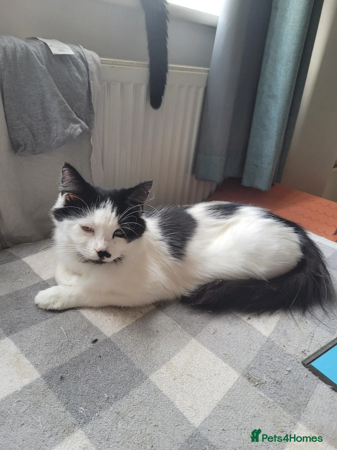 Mixed Breed cats for sale: Kittens for sale  - Advert 1