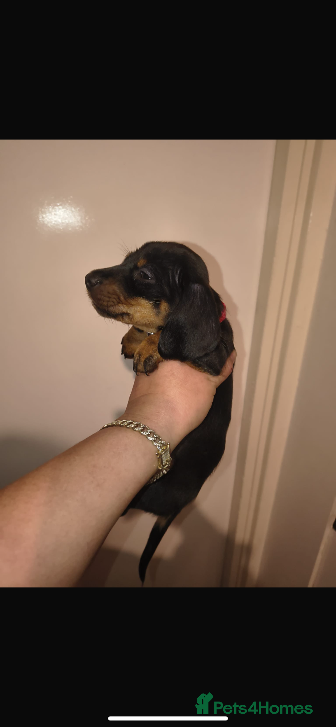 Dachshund dogs for sale: 6 miniature dauchund puppies for sale  - Advert 3
