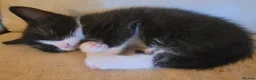 Mixed Breed cats for sale: Five Gorgeous Kittens Available! - Advert 38