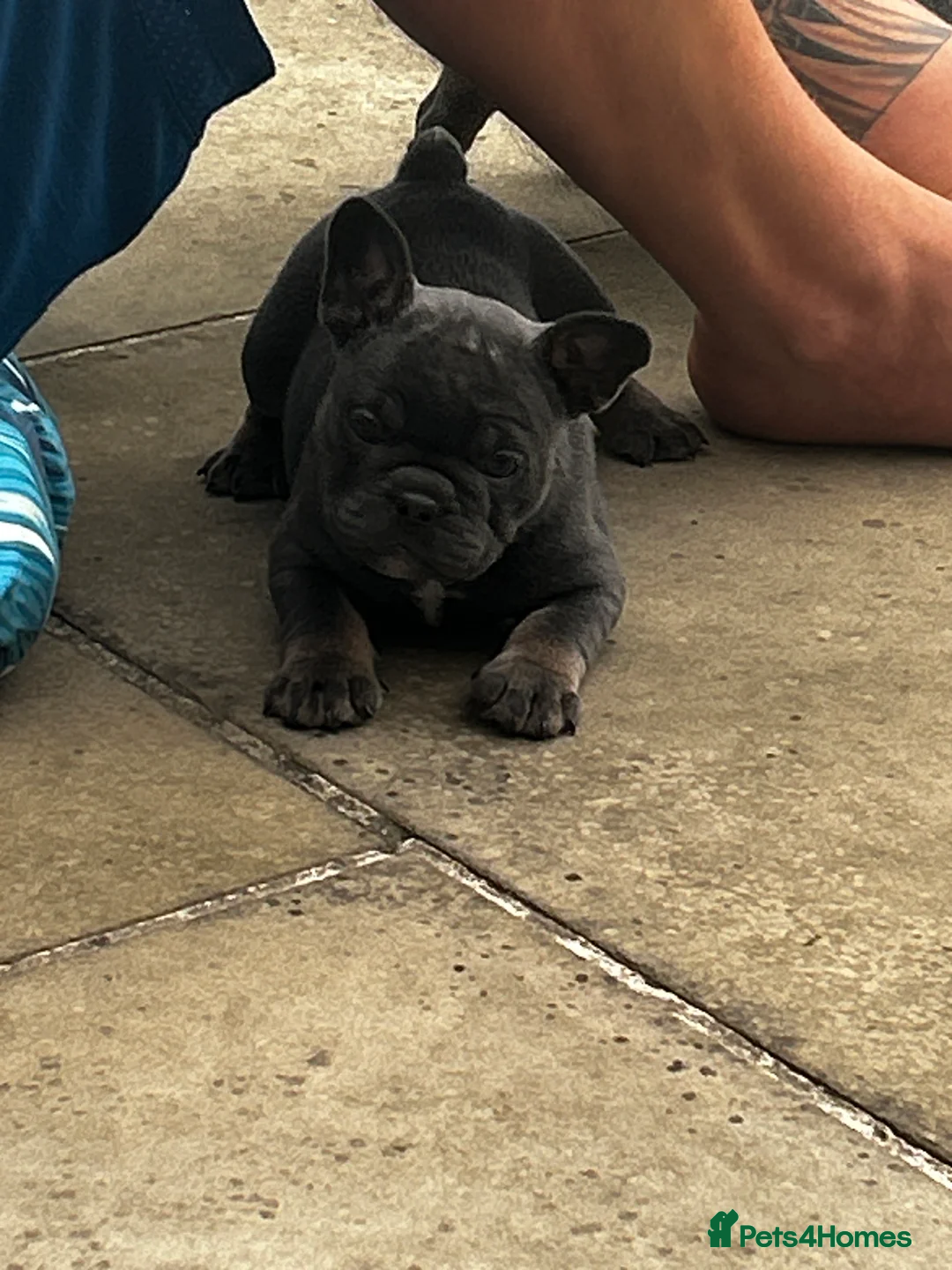 Mixed Breed dogs for sale: Stunning F1 (French x British Bulldog) Puppies - Advert 31