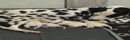 Dalmatian dogs for sale: KC Registered Dalmatian pups! - Advert 14