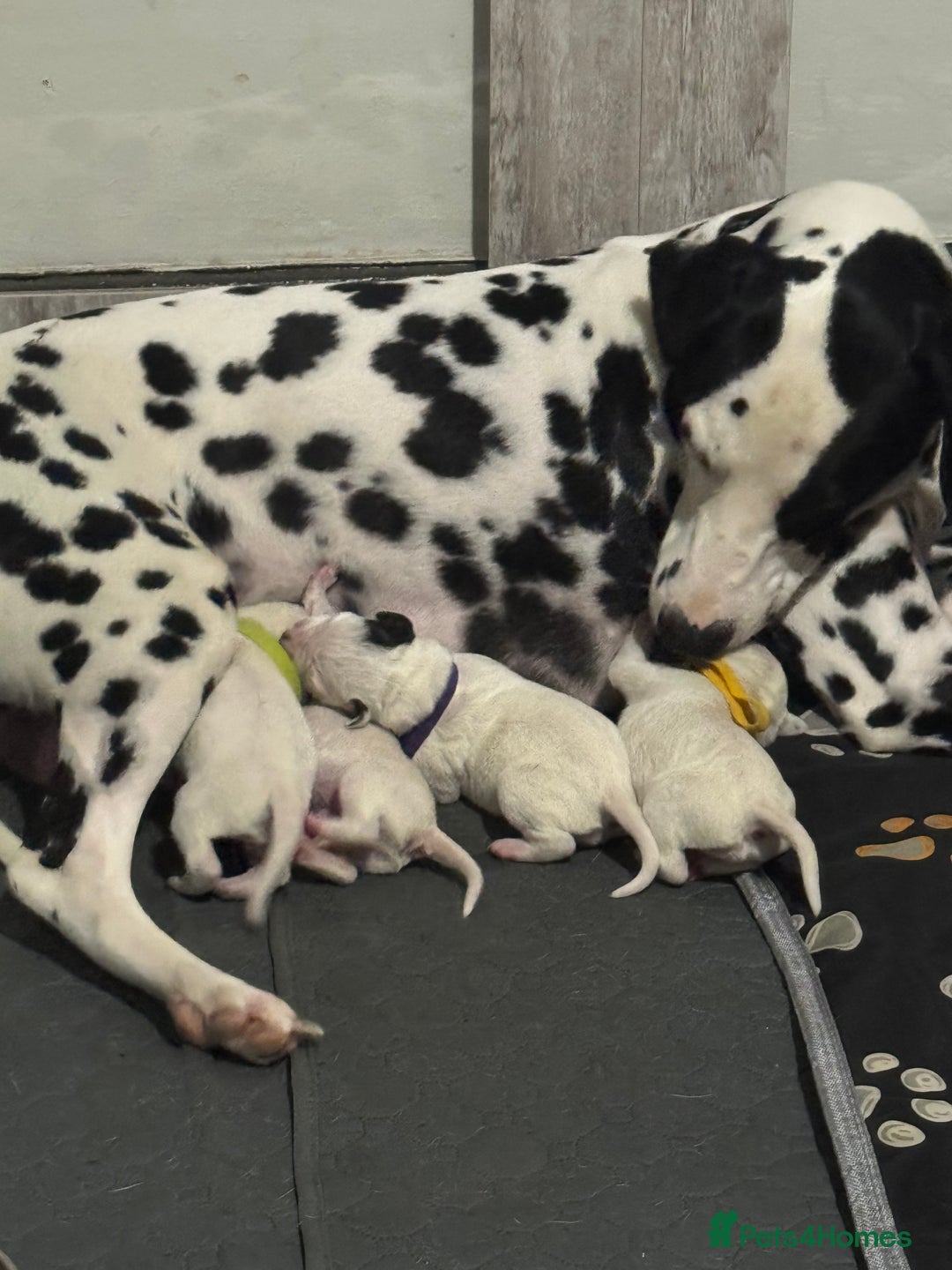 Dalmatian dogs for sale: KC Registered Dalmatian pups! - Advert 14