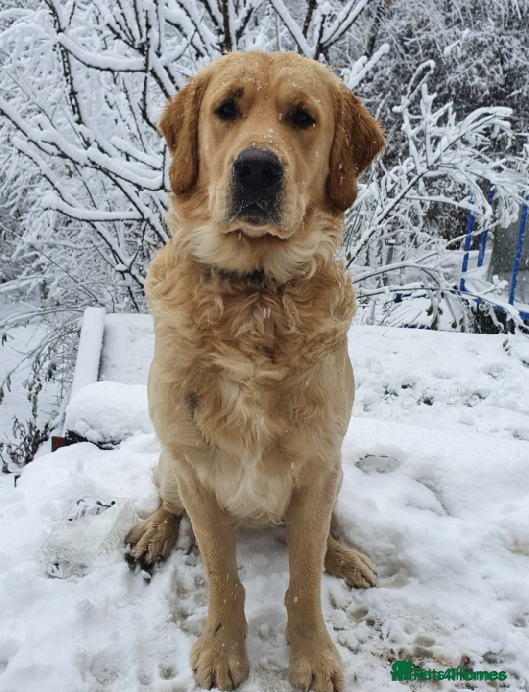 Golden Retriever dogs for sale: 🐾Three stunning golden retriever puppies. 🐾 - Image 19