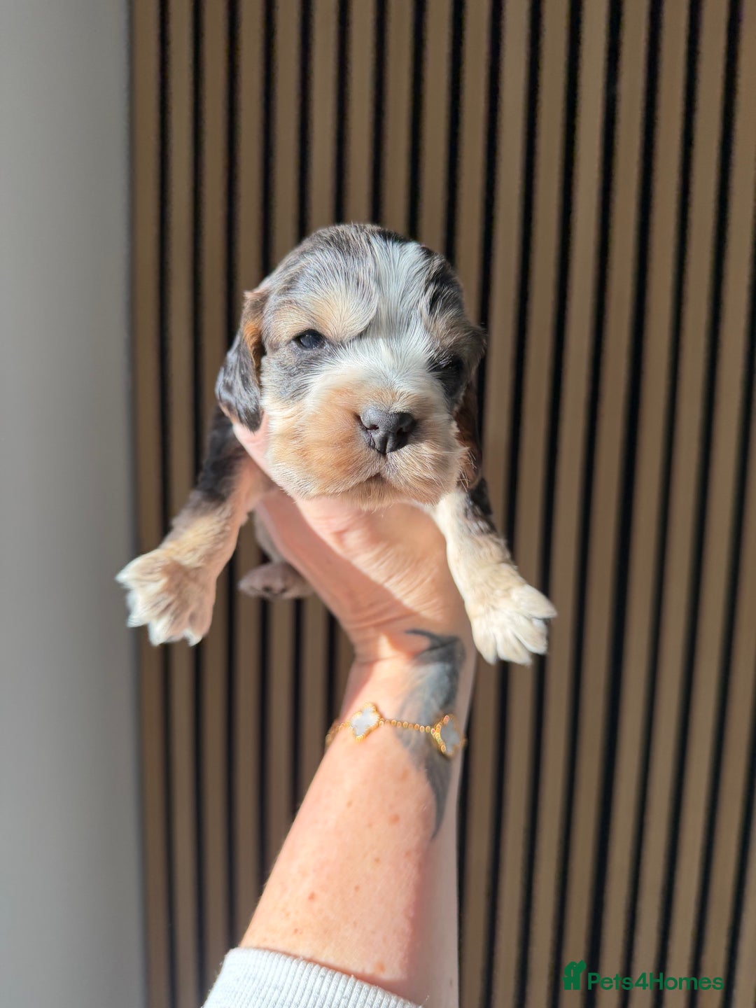 Cocker Spaniel dogs for sale: 🐶Rizi Bizi 🐶🐾 full pedigree show spaniels🐾  - Advert 20