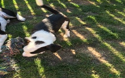 Mixed Breed dogs for sale: Border collie x Cockapoo  - Image 8