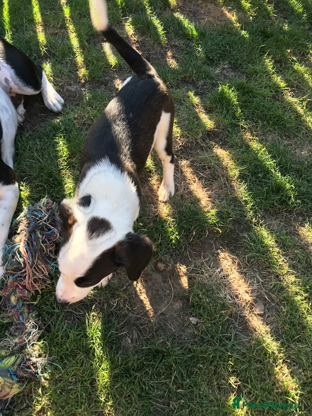 Mixed Breed dogs for sale: Border collie x Cockapoo  - Image 8