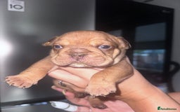 English Bulldog dogs for sale: Beautiful English bulldog puppies - Image 23