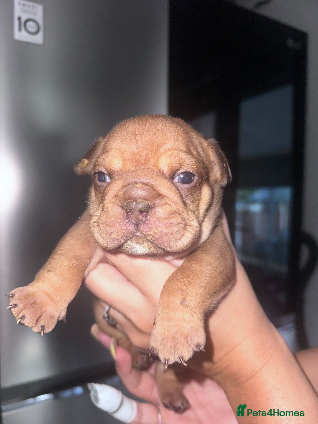 English Bulldog dogs for sale: Beautiful English bulldog puppies - Image 23