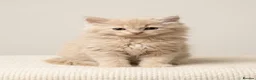 British Longhair cats for sale: Gorgeous GCCF registered British long & shorthair  - Advert 3