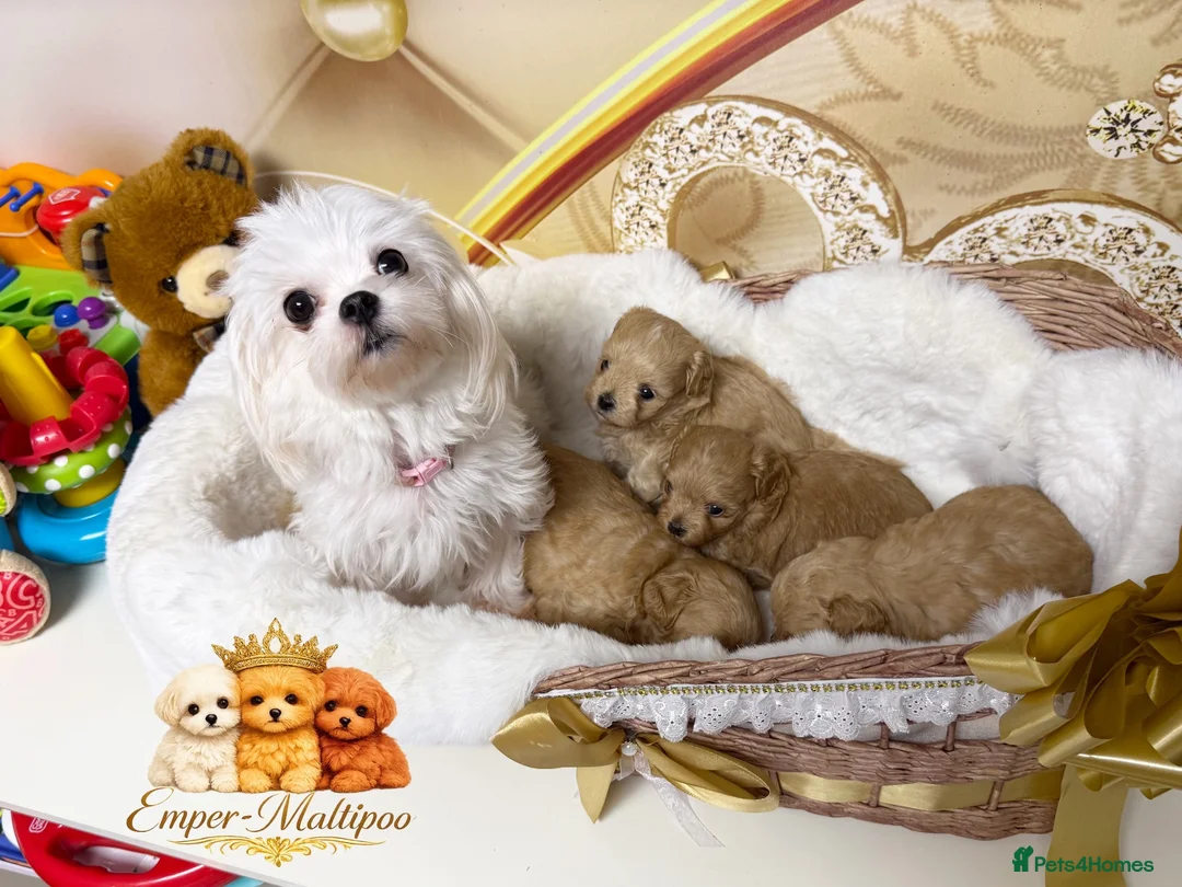 Maltipoo dogs for sale: Tiny teddy Maltipoo- from Asian teddy poodle dad - Advert 2