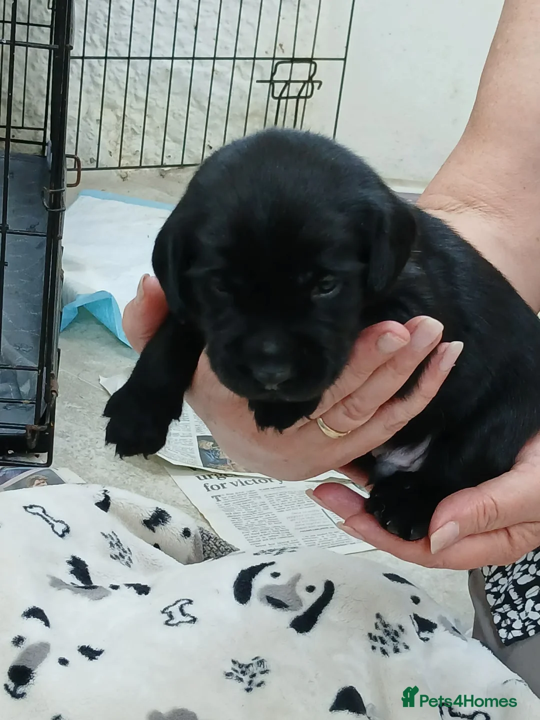 Cockerdor dogs for sale: Beautiful Cockador puppies.  in Crediton - Advert 2