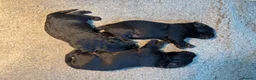 Labrador Retriever dogs for sale: Gorgeous Lab Pups KC reg/health tested parents in Sandbach - Advert 3