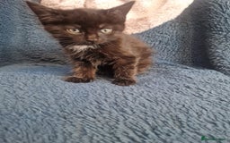 Mixed Breed cats for sale: Update! Beautiful litter of kittens 2 kitten left - Image 27