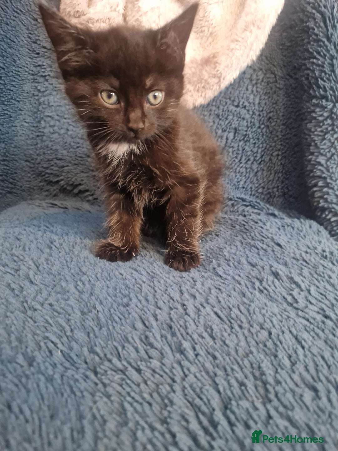 Mixed Breed cats for sale: Update! Beautiful litter of kittens 2 kitten left - Image 27