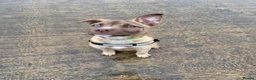 Mixed Breed dogs for sale: Beautiful medium puppy  in Doncaster - Advert 2
