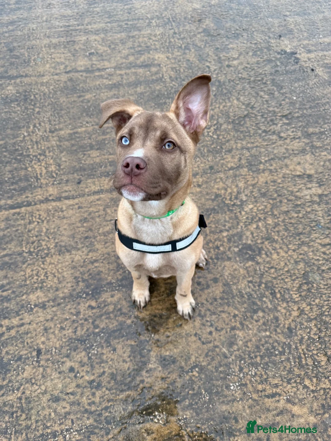 Mixed Breed dogs for sale: Beautiful medium puppy  in Doncaster - Advert 2