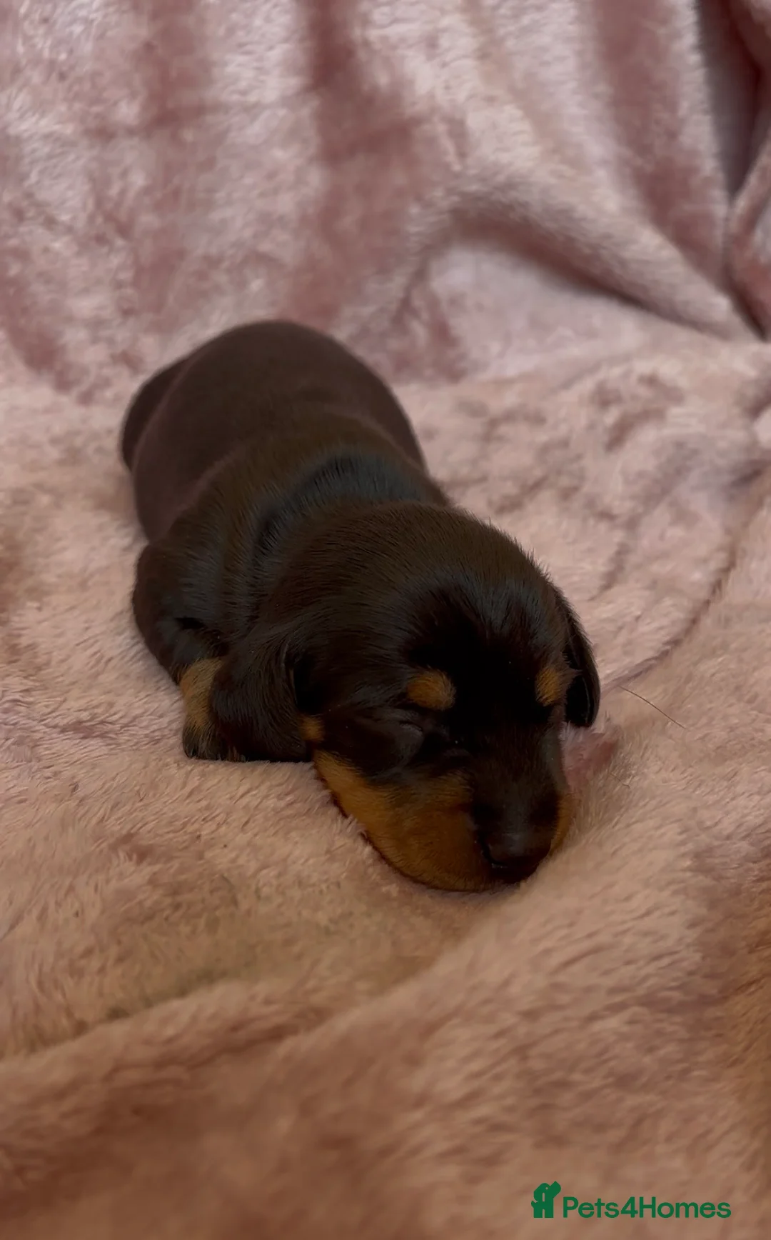 Miniature Dachshund dogs for sale: Quality Miniature Dachshund Puppies in Lewes - Advert 12