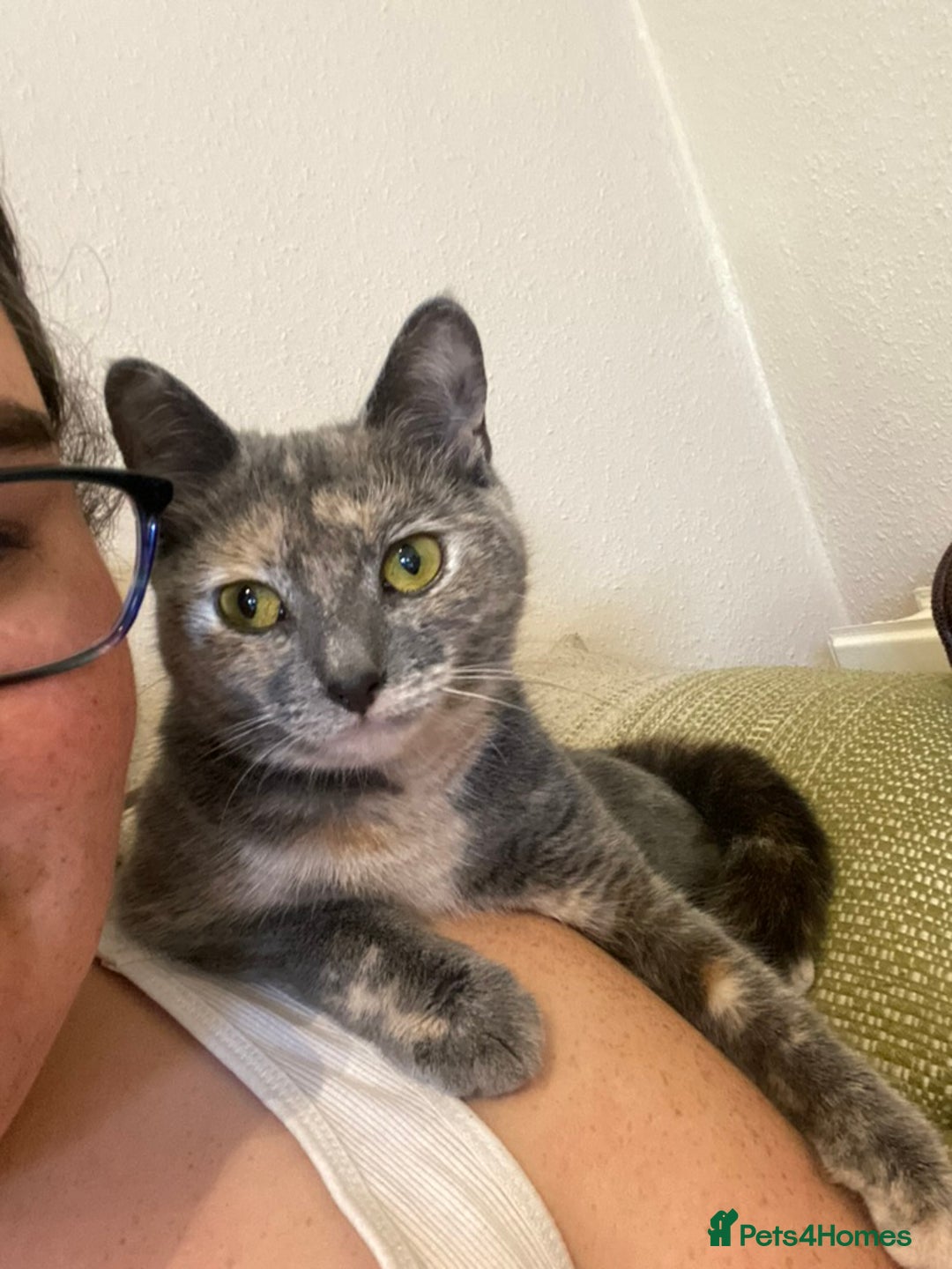 Mixed Breed cats for sale: Beautiful Layla needs a new family - Advert 15