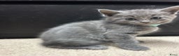 Russian Blue cats for sale: Precious healthy Russian Blues for great stay - Advert 6