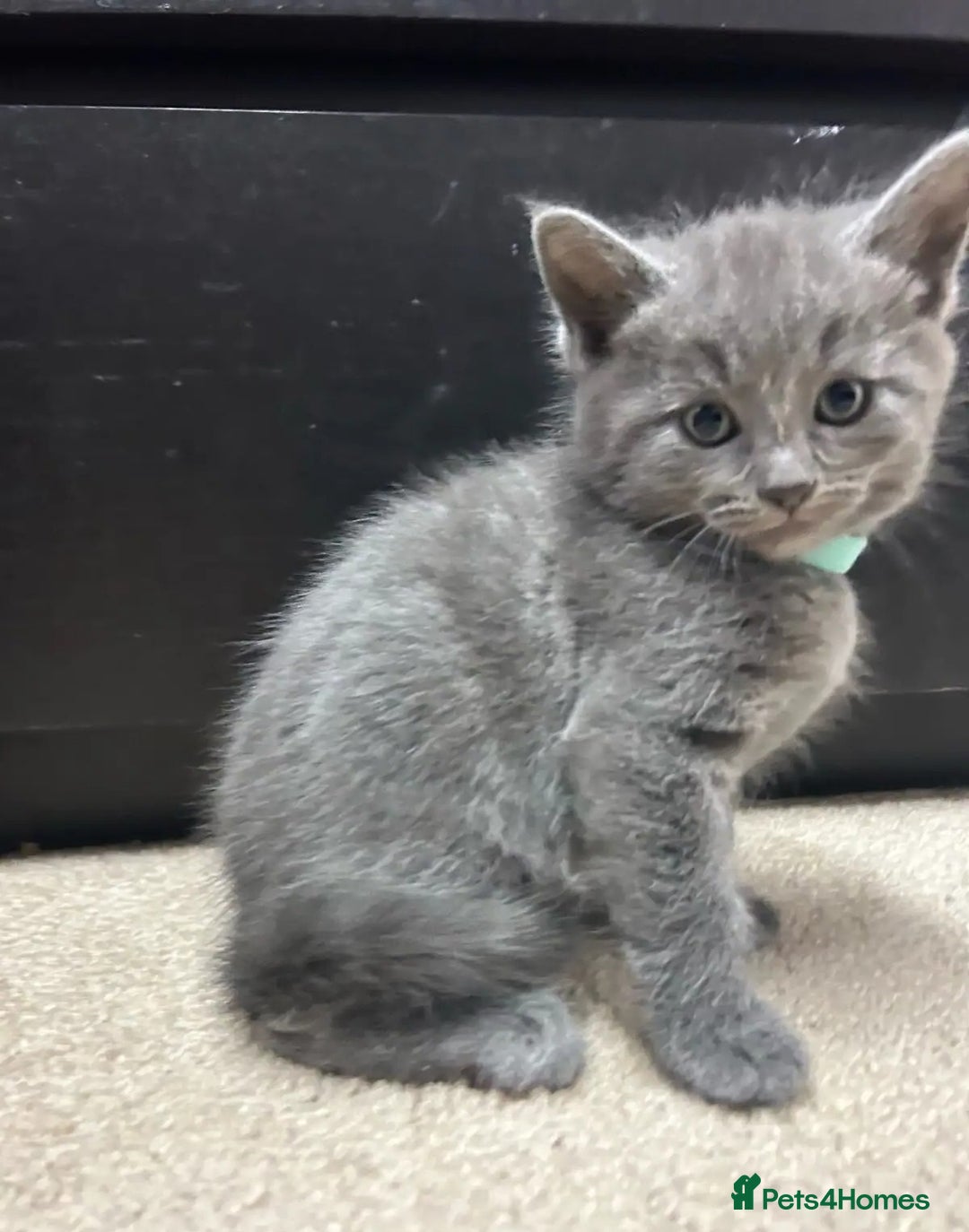 Russian Blue cats for sale: Precious healthy Russian Blues for great stay - Advert 6