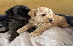 Miniature Poodle dogs for sale: Miniature Poodle Puppies  - Image 19
