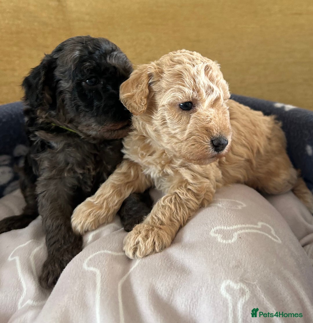Miniature Poodle dogs for sale: Miniature Poodle Puppies  - Image 19