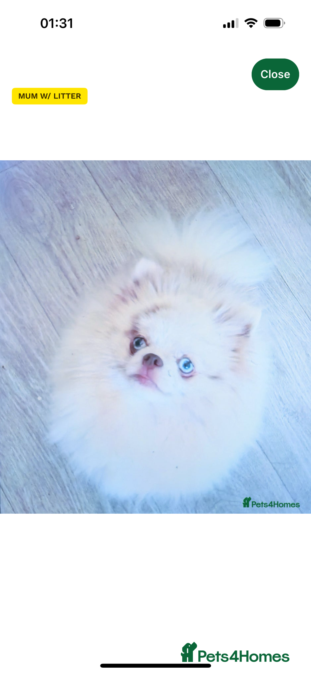 Pomeranian dogs for sale: Pomeranian boy ❤️ - Advert 5