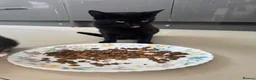 Domestic Shorthair cats for sale: Two 4 week old kittens with mother - Advert 6