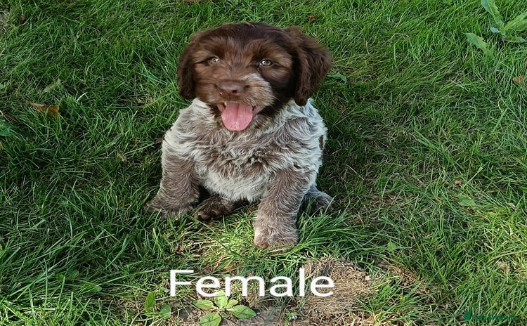 Mixed Breed dogs - Advert 2