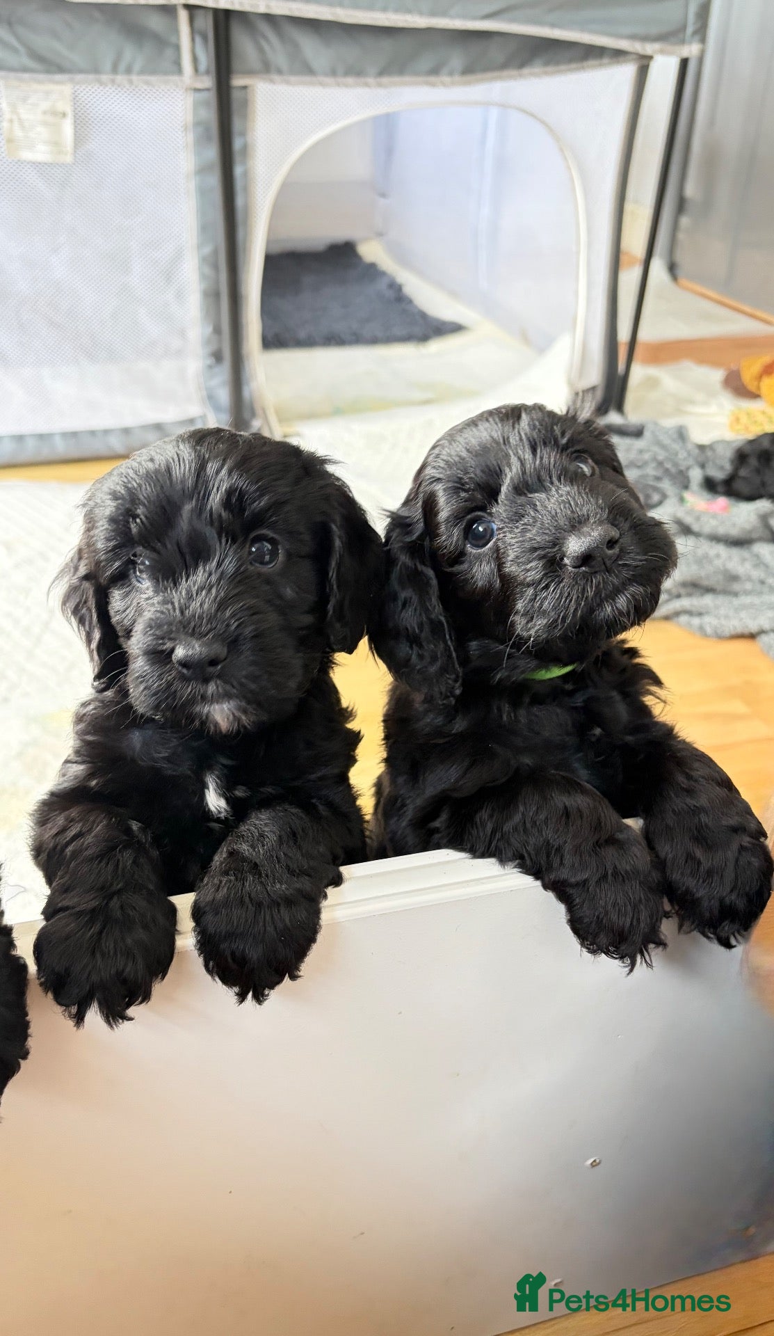 Cockapoo dogs 2 F1B Cockerpoos available - 1 boy, 1 girl ❤️ - Advert 14