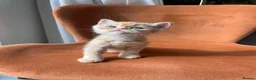 Persian cats for sale: Two beautiful Persian kittens  - Advert 12