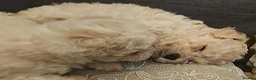 Cavapoochon dogs for sale: A beautiful Cavapoochon girl reade to leave now  - Advert 6