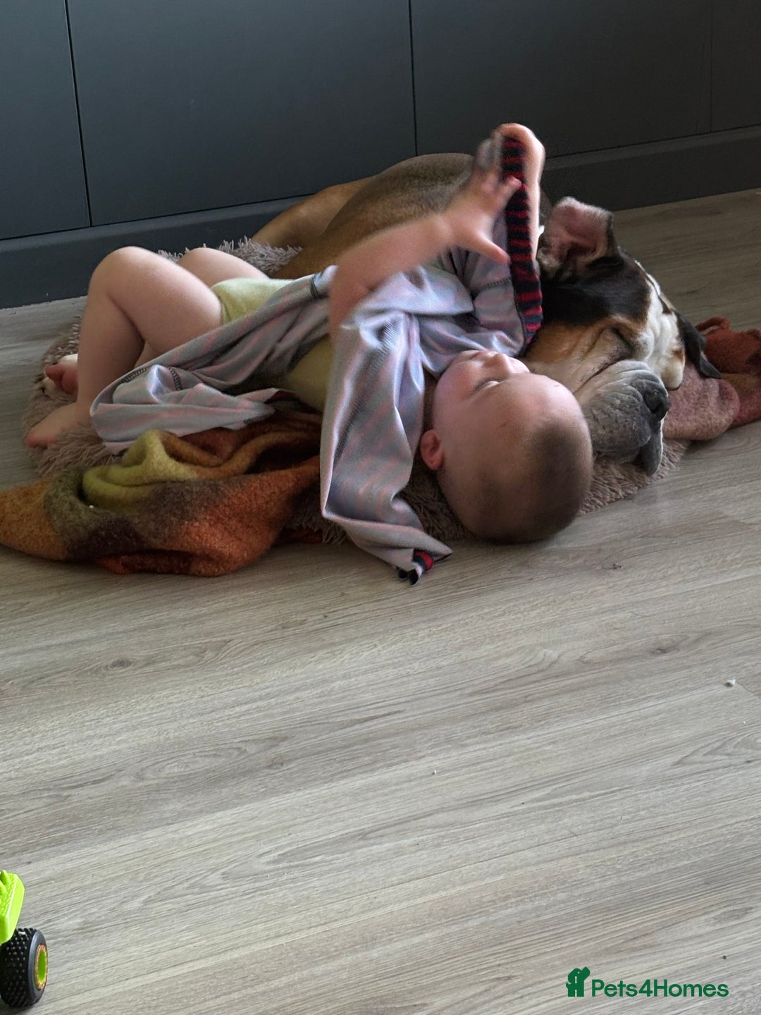 American Bulldog dogs for sale: american bulldog - Image 10