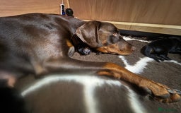 Dobermann dogs for sale: Quality litter of Dobermann puppies  - Advert 3