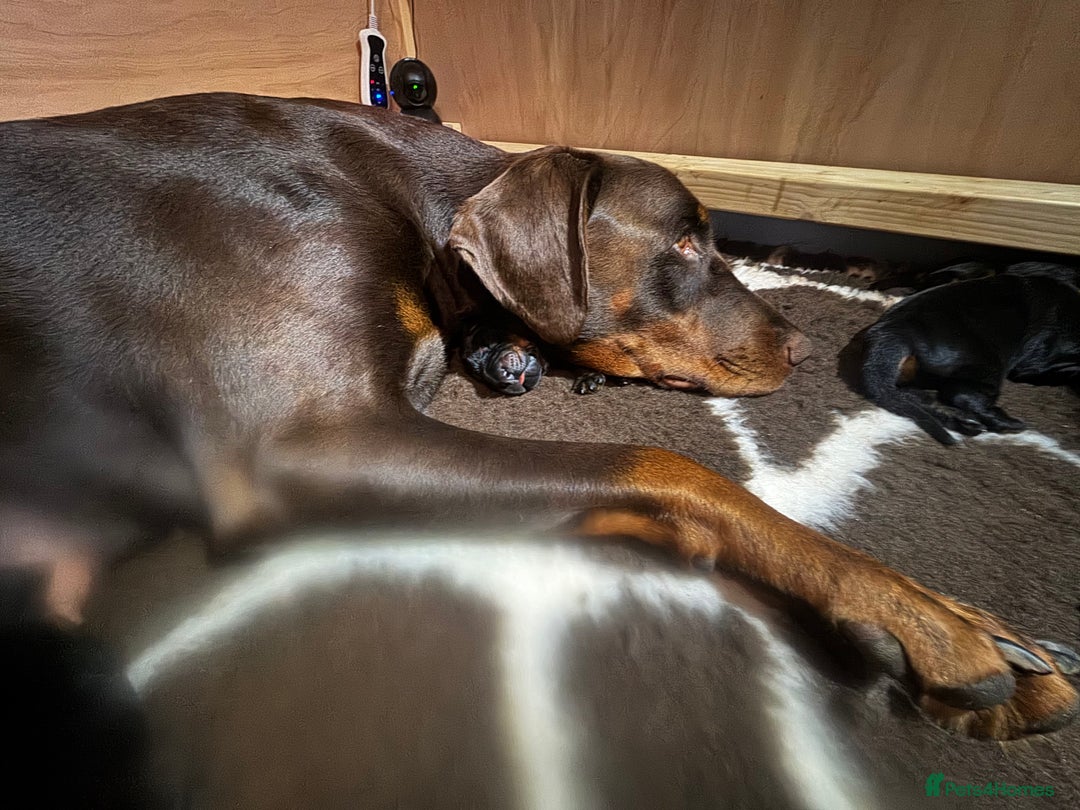 Dobermann dogs for sale: Quality litter of Dobermann puppies  - Advert 3