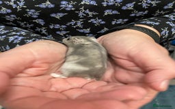 Hamster rodents for sale: Baby Winter White Russian hamsters from show stock - Image 21