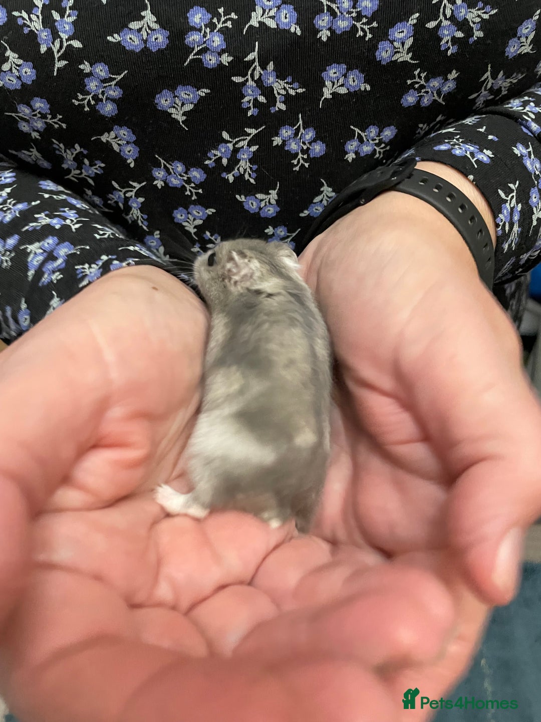 Hamster rodents for sale: Baby Winter White Russian hamsters from show stock - Image 21