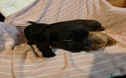 Cocker Spaniel dogs for sale: Beautiful Working KC Reg Cocker Spaniels Puppies - Advert 6