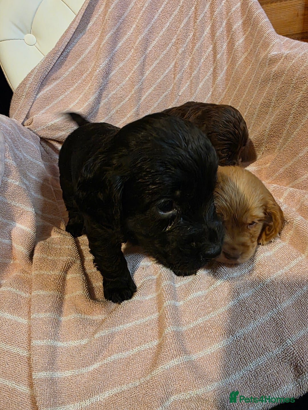 Cocker Spaniel dogs for sale: Beautiful Working KC Reg Cocker Spaniels Puppies - Advert 6