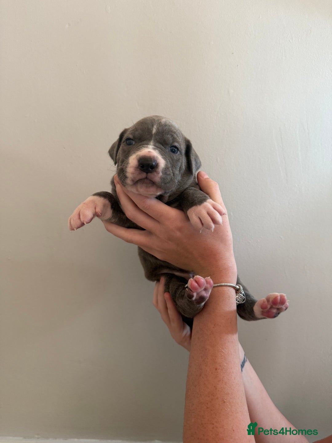 Mixed Breed dogs for sale: American Bulldog X Cane Corso - Image 1