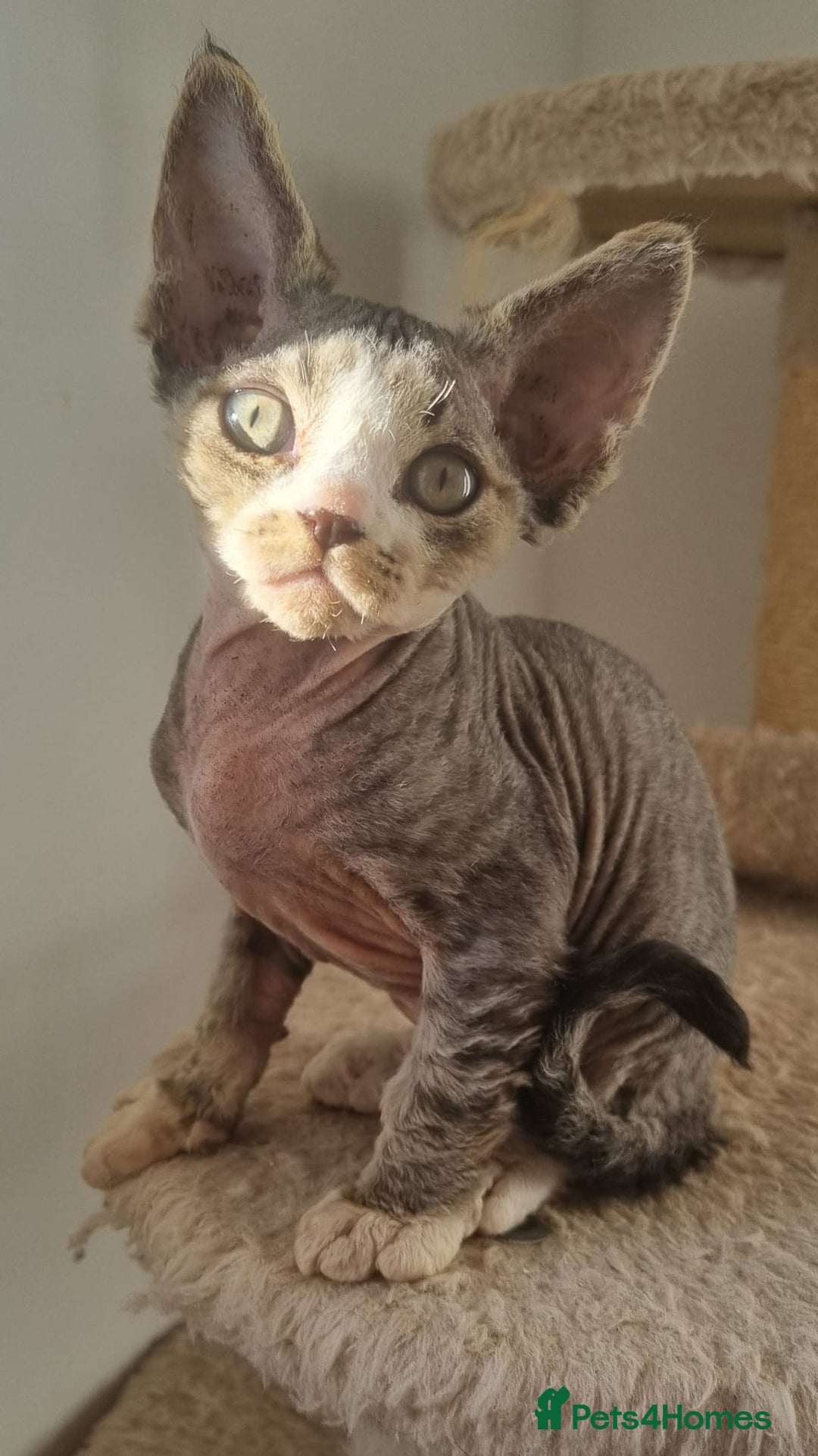 Devon Rex cats for sale: Three lovely brothers and sister - Advert 22