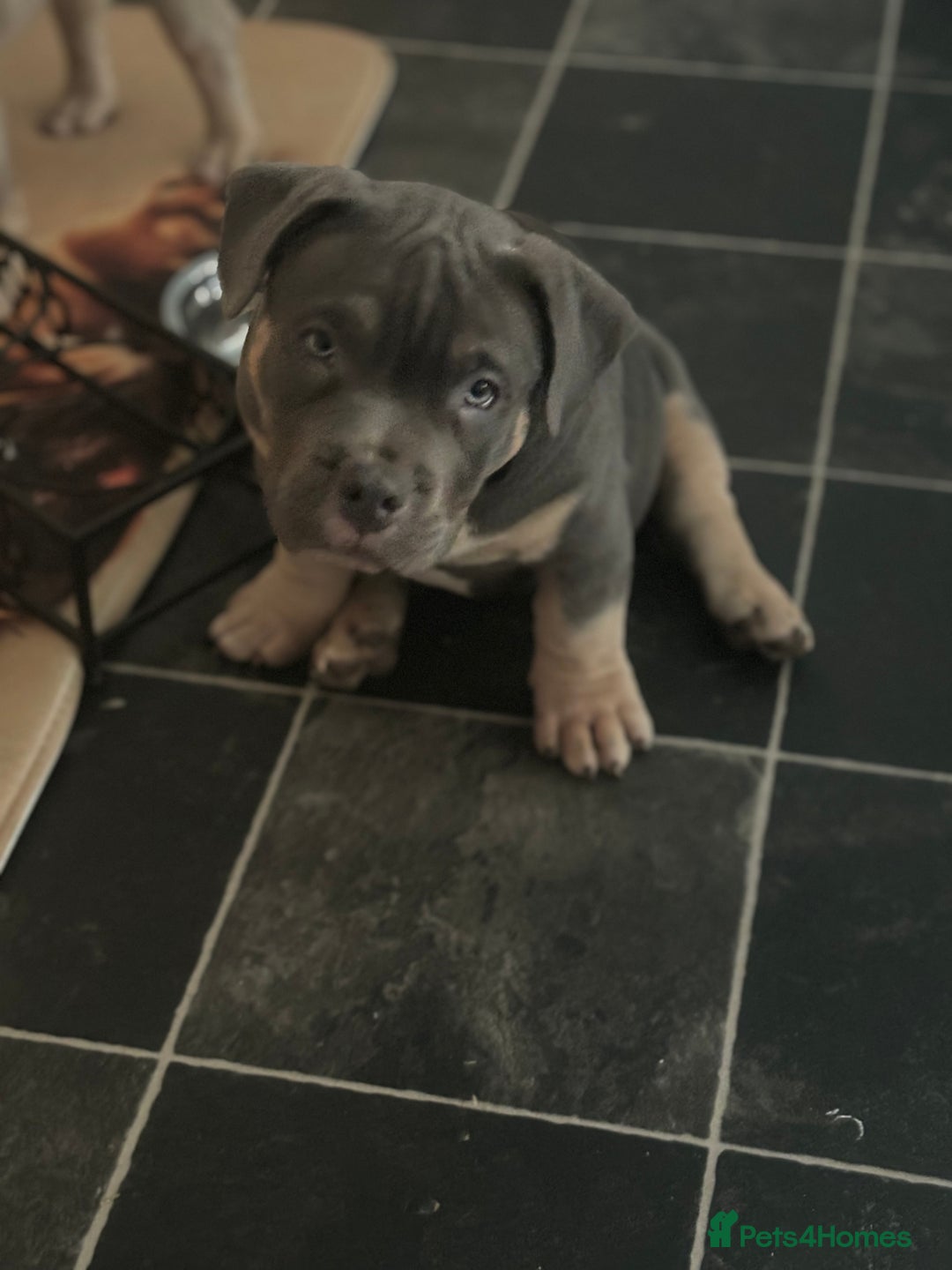 American Bully dogs for sale: Micro/Pocket Bully Puppy - Image 6
