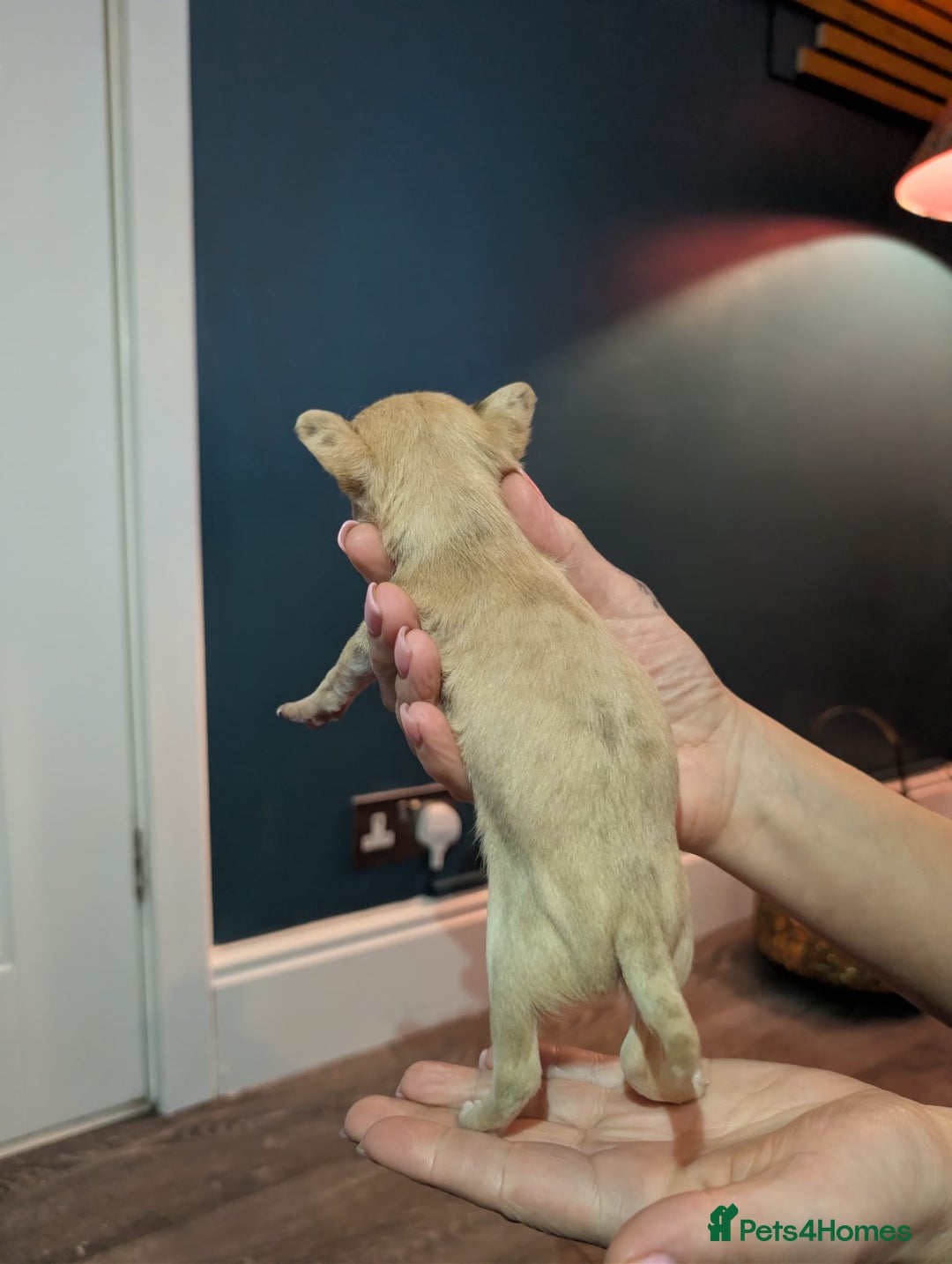 Chihuahua dogs for sale: GORGEOUS LONGHAIRED MERLE CHIHUAHUAS  - Advert 15