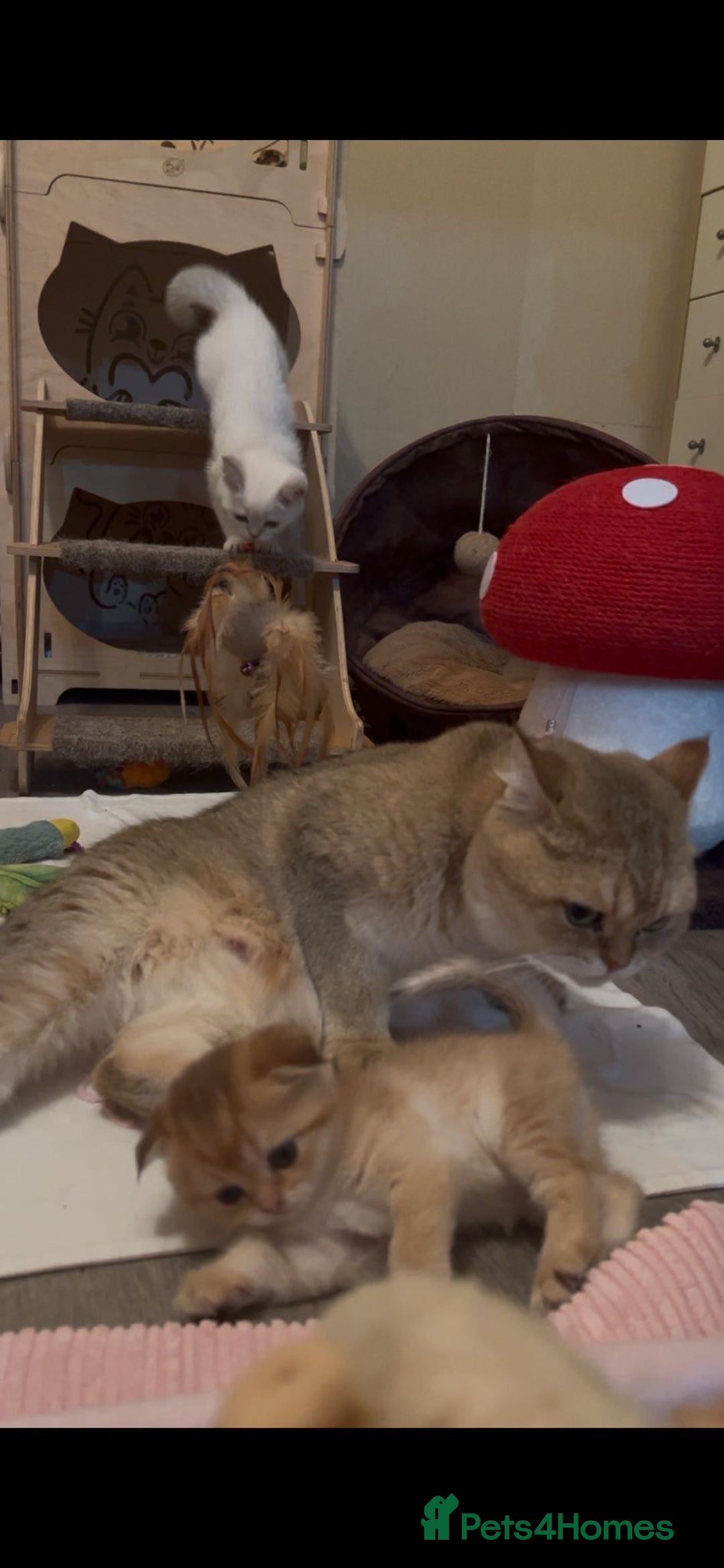 Scottish Fold cats for sale: Scottish Fold Kittens  - Advert 14