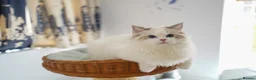 Ragdoll cats for sale: TiCA registered seal lynx bicolor boy - Advert 7