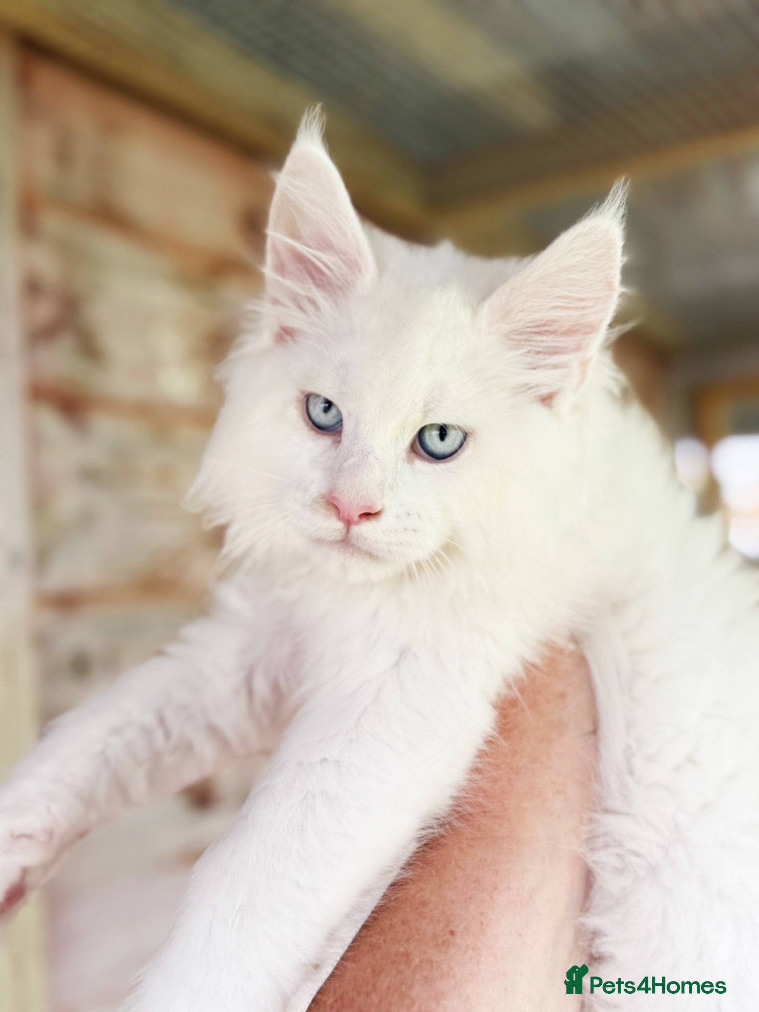 Maine Coon cats We have 1 white blue eyed boy available .  - Advert 2