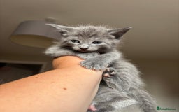 Maine Coon cats for sale: 1 girl left ready now! bengal/maine coon  - Image 16